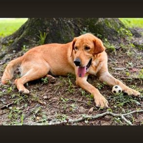 Enlarge Elvis, a Adoptable mixed breed in Indian Mound, TN image 5/6