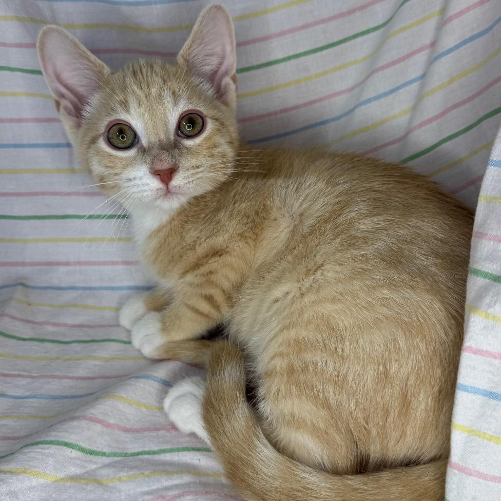 Ritz, Adoptable, Kitten Male Domestic Short Hair & American Shorthair.