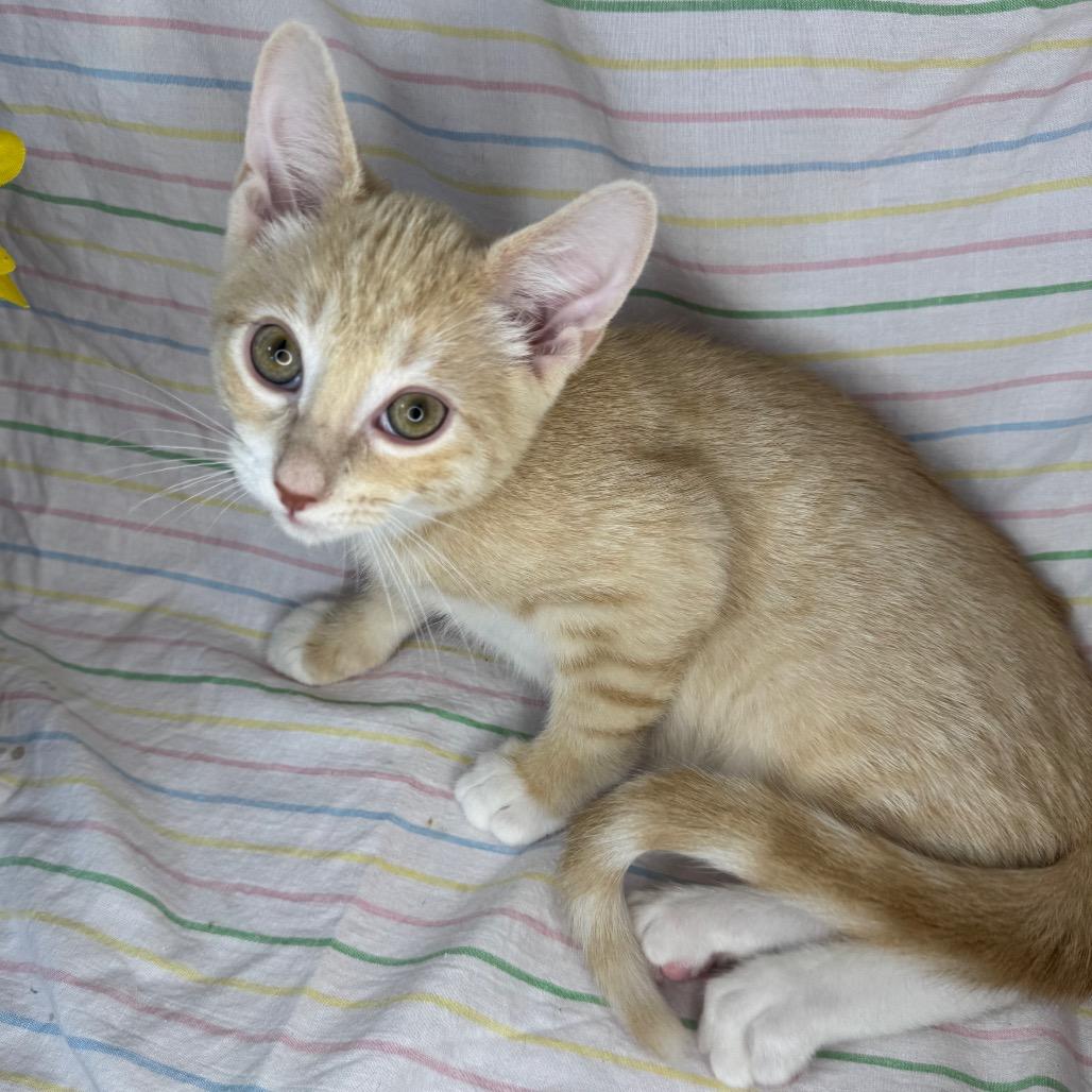 Enlarge Ritz, a Adoptable mixed breed in Mount Vernon, IL image 2/6