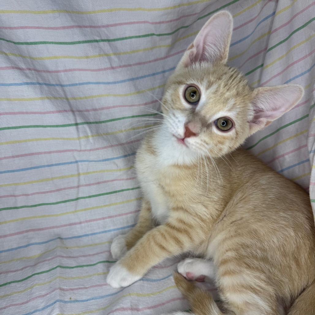 Enlarge Ritz, a Adoptable mixed breed in Mount Vernon, IL image 3/6