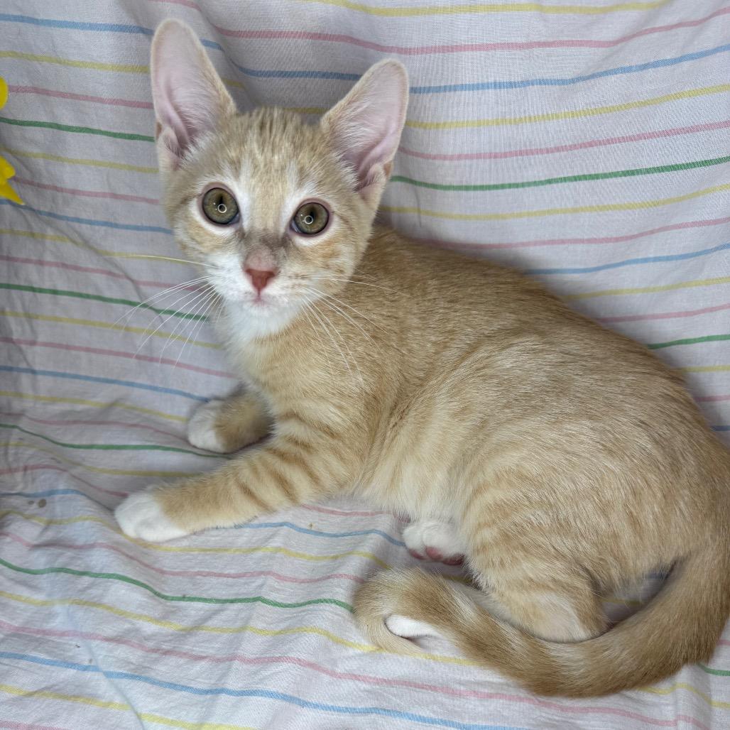 Enlarge Ritz, a Adoptable mixed breed in Mount Vernon, IL image 4/6