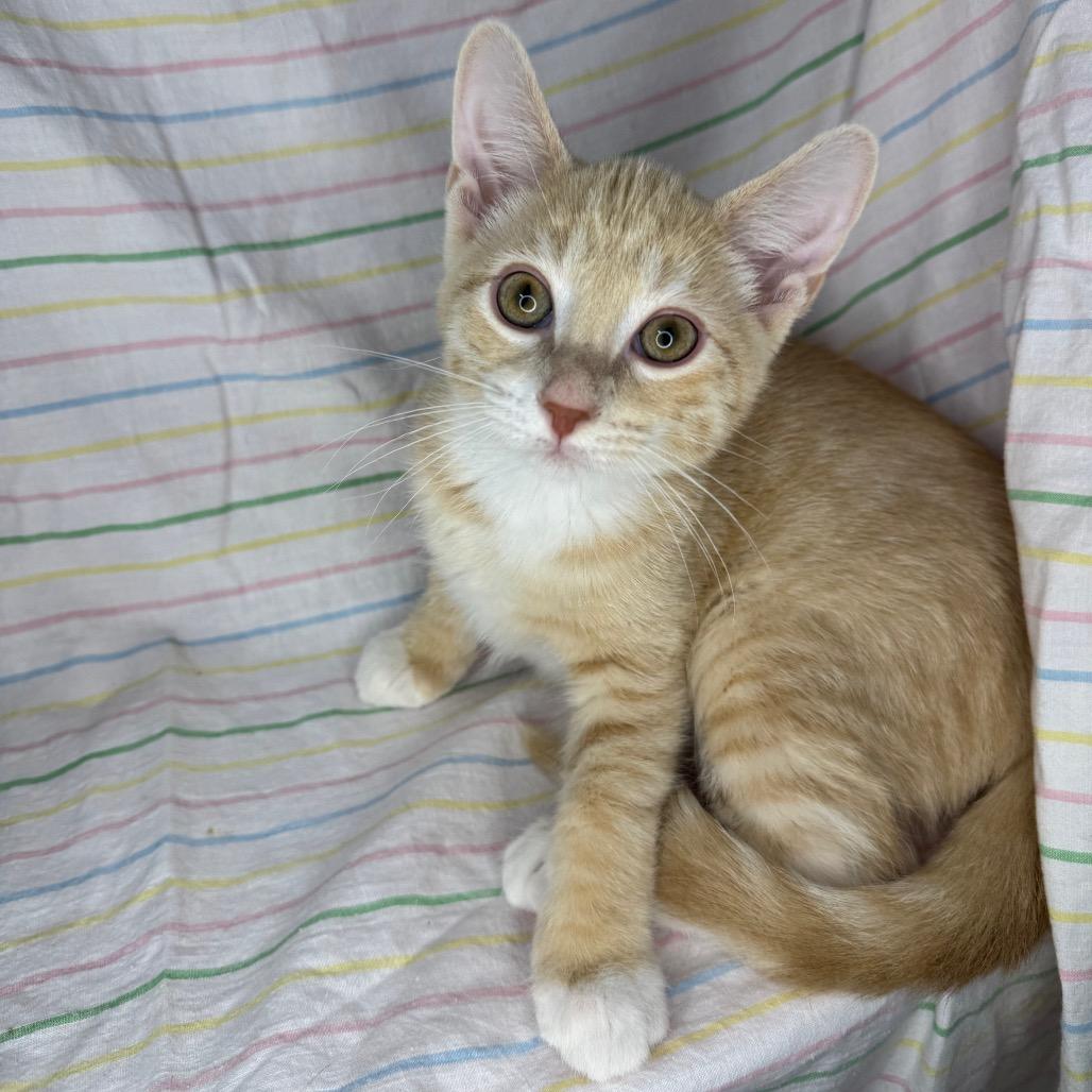 Enlarge Ritz, a Adoptable mixed breed in Mount Vernon, IL image 5/6