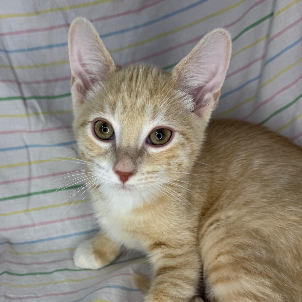 Enlarge Ritz, a Adoptable mixed breed in Mount Vernon, IL image 6/6