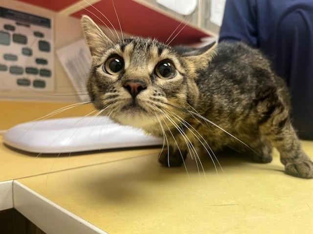 SCRIMM, Adoptable, Young Female Domestic Short Hair.