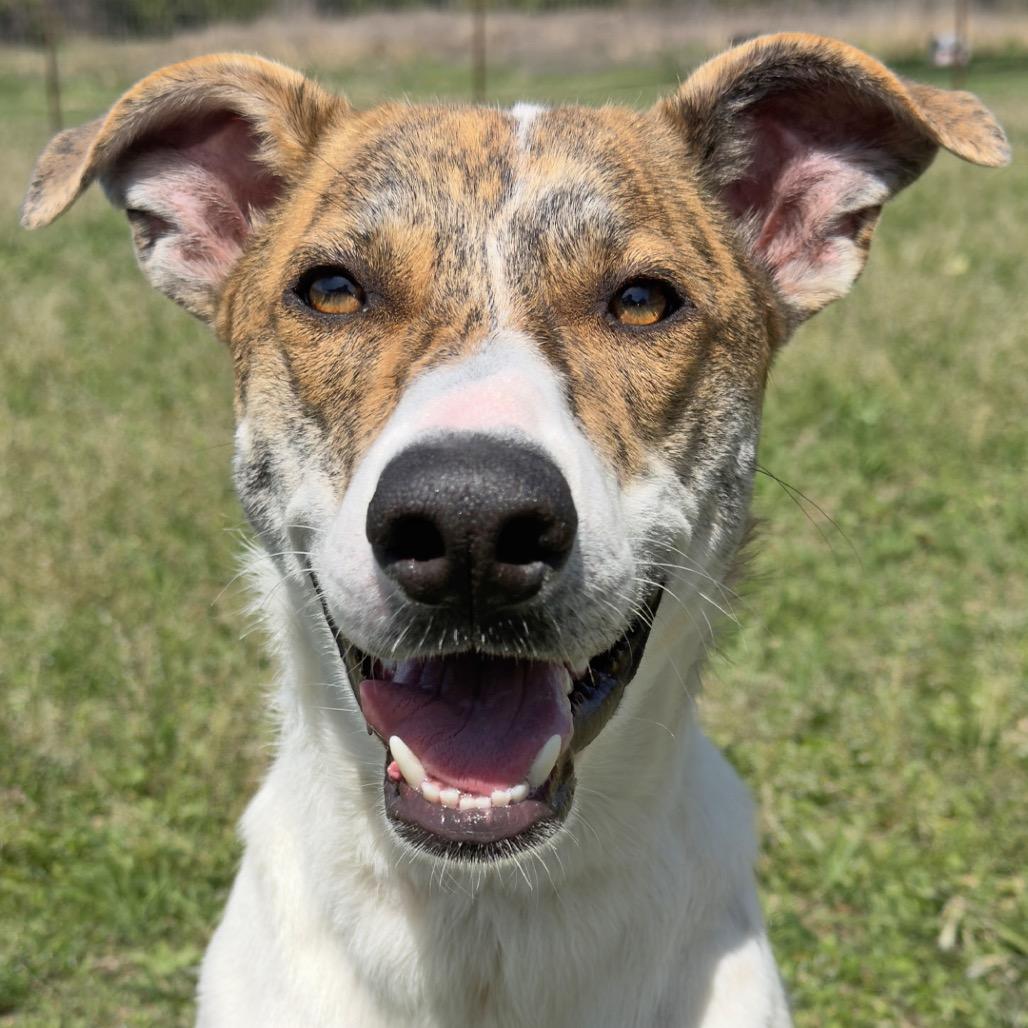 Piper, Adoptable, Adult Female Mixed Breed & Mixed Breed.