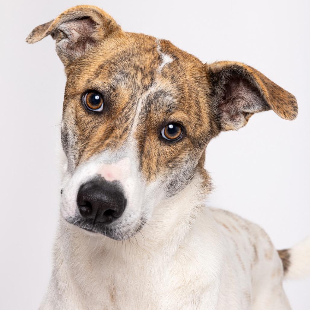 Piper, a Adoptable mixed breed in Leander, TX image 2/6