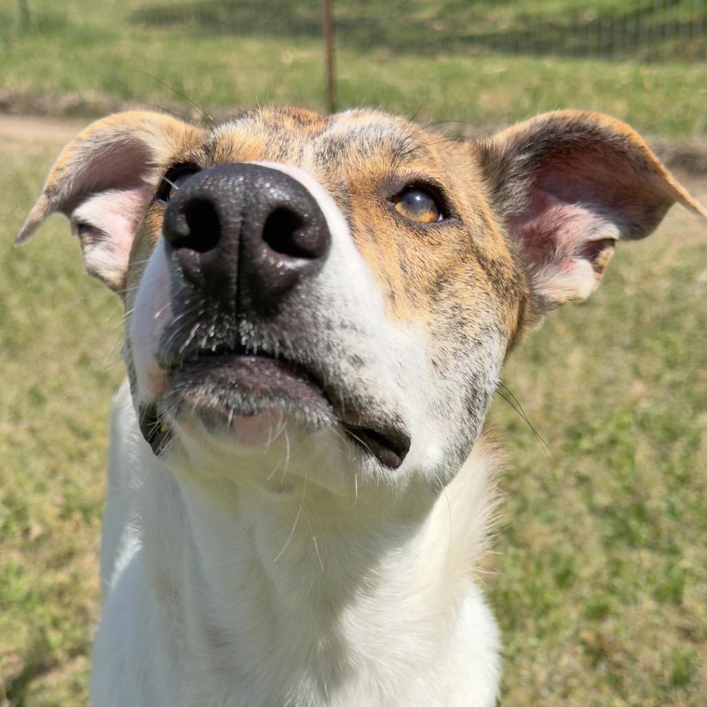 Piper, a Adoptable mixed breed in Leander, TX image 3/6