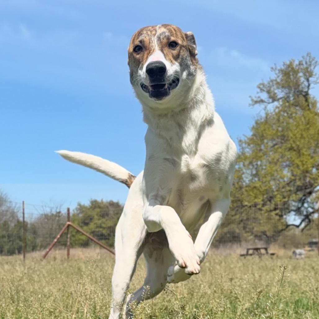 Piper, a Adoptable mixed breed in Leander, TX image 4/6