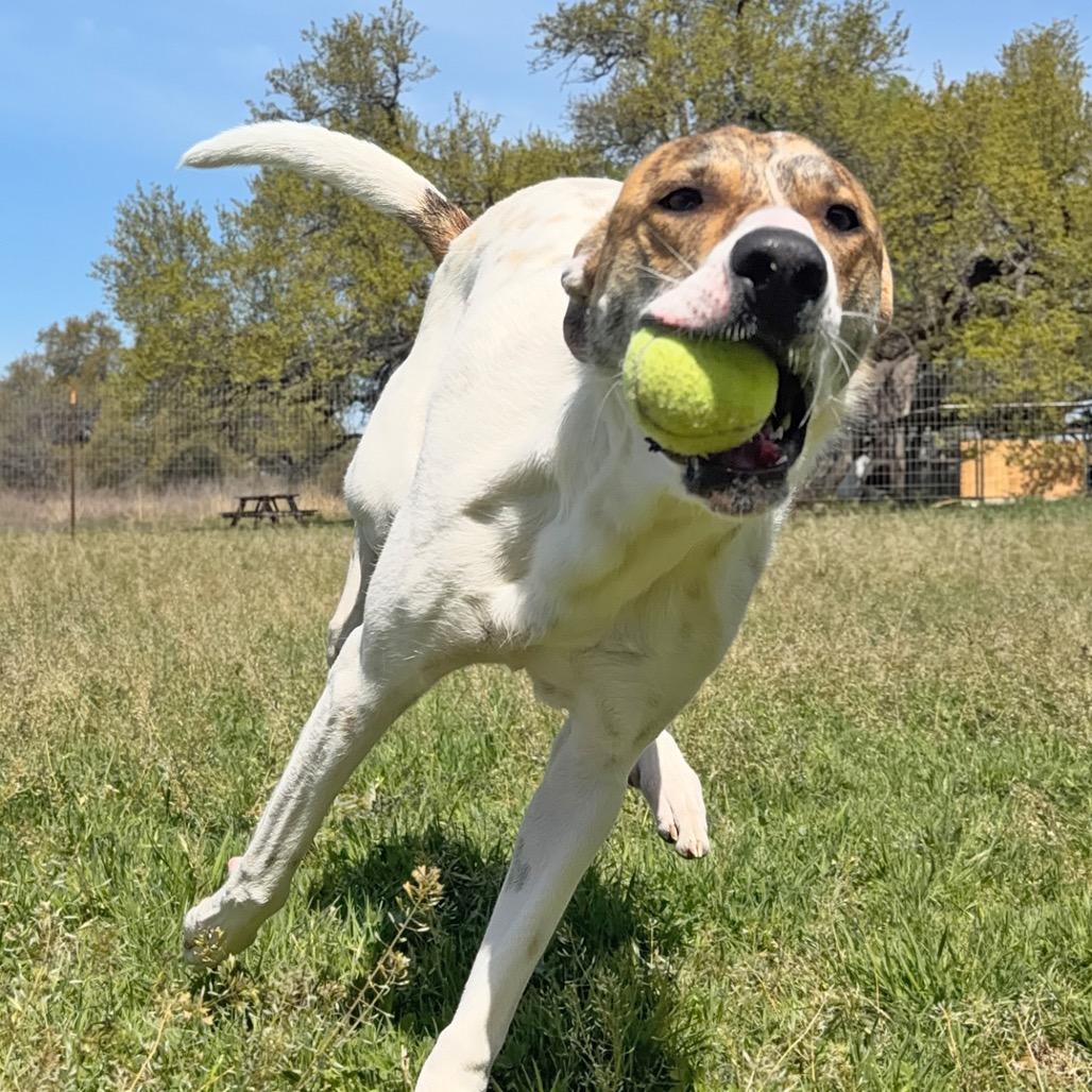 Piper, a Adoptable mixed breed in Leander, TX image 5/6
