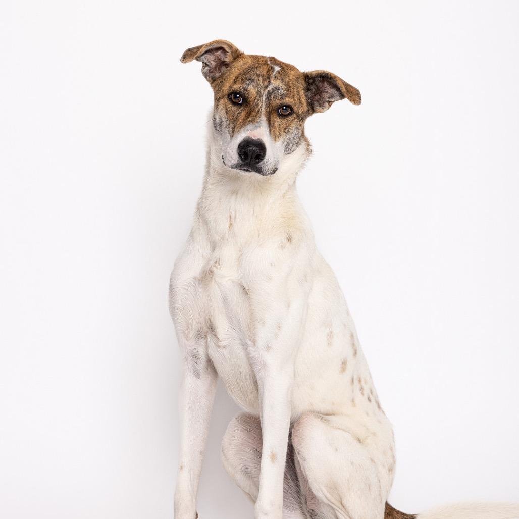Piper, a Adoptable mixed breed in Leander, TX image 6/6