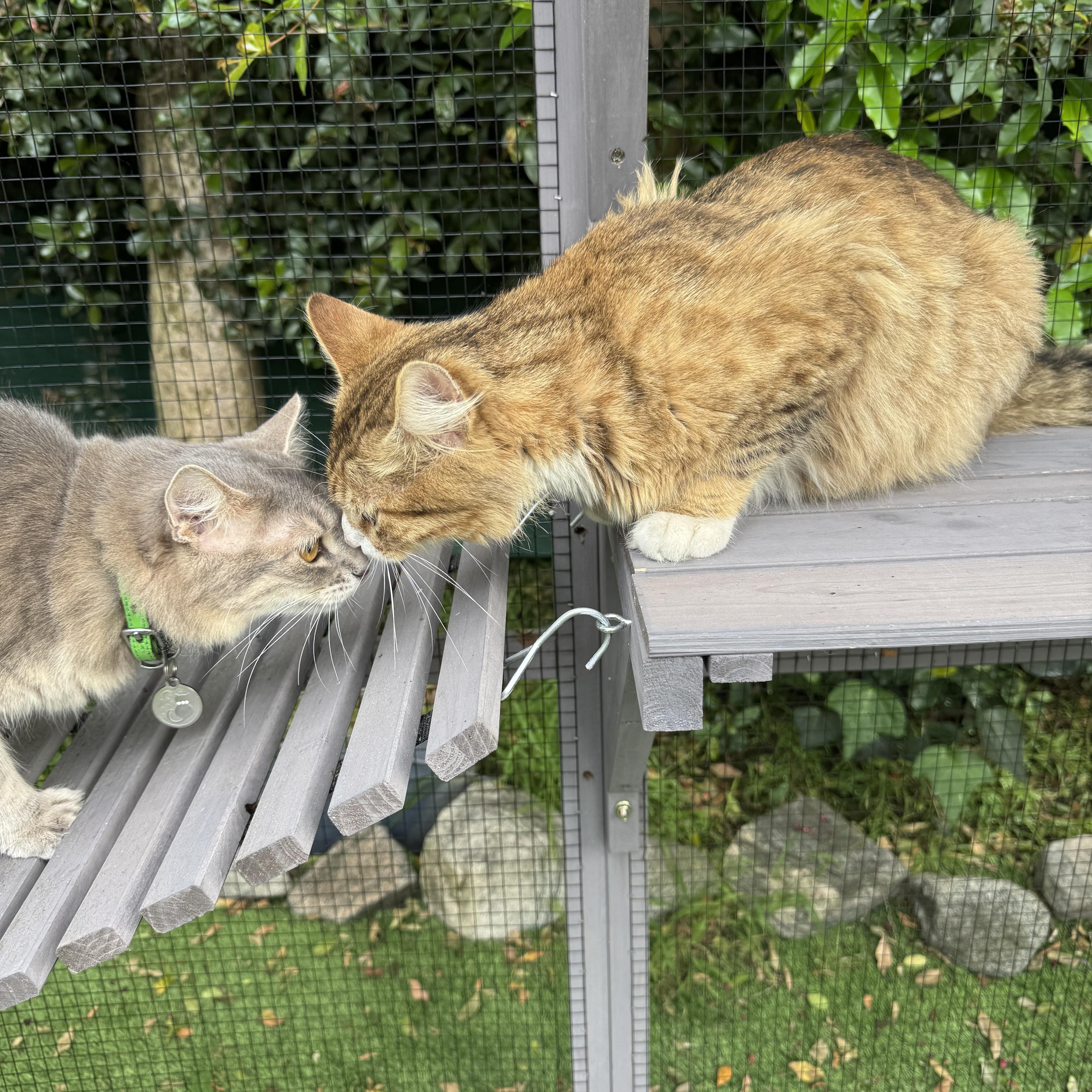 Enlarge Bobby, an adopted Maine Coon in Los Angeles, CA image 4/4