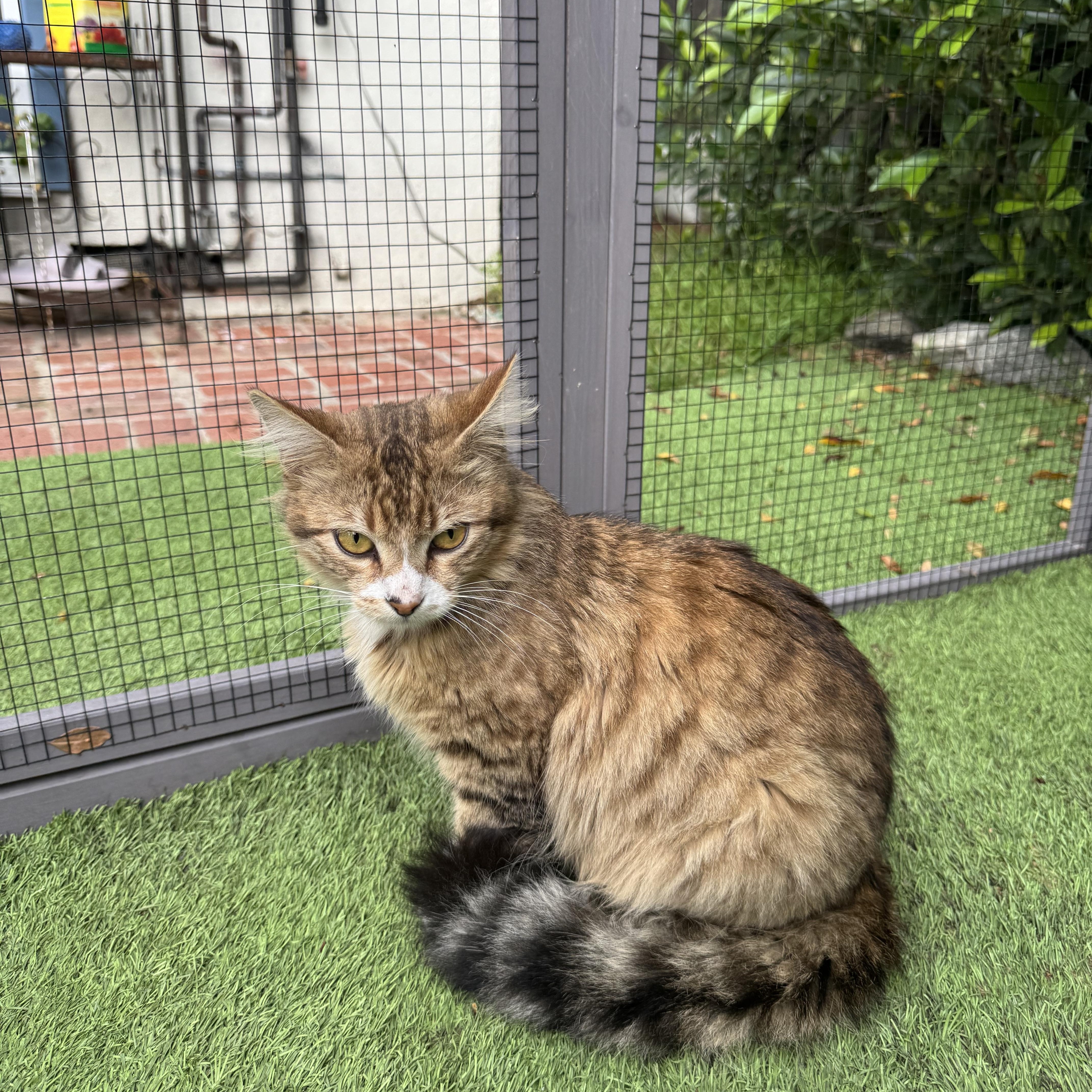 Enlarge Bobby, an adopted Maine Coon in Los Angeles, CA image 2/4
