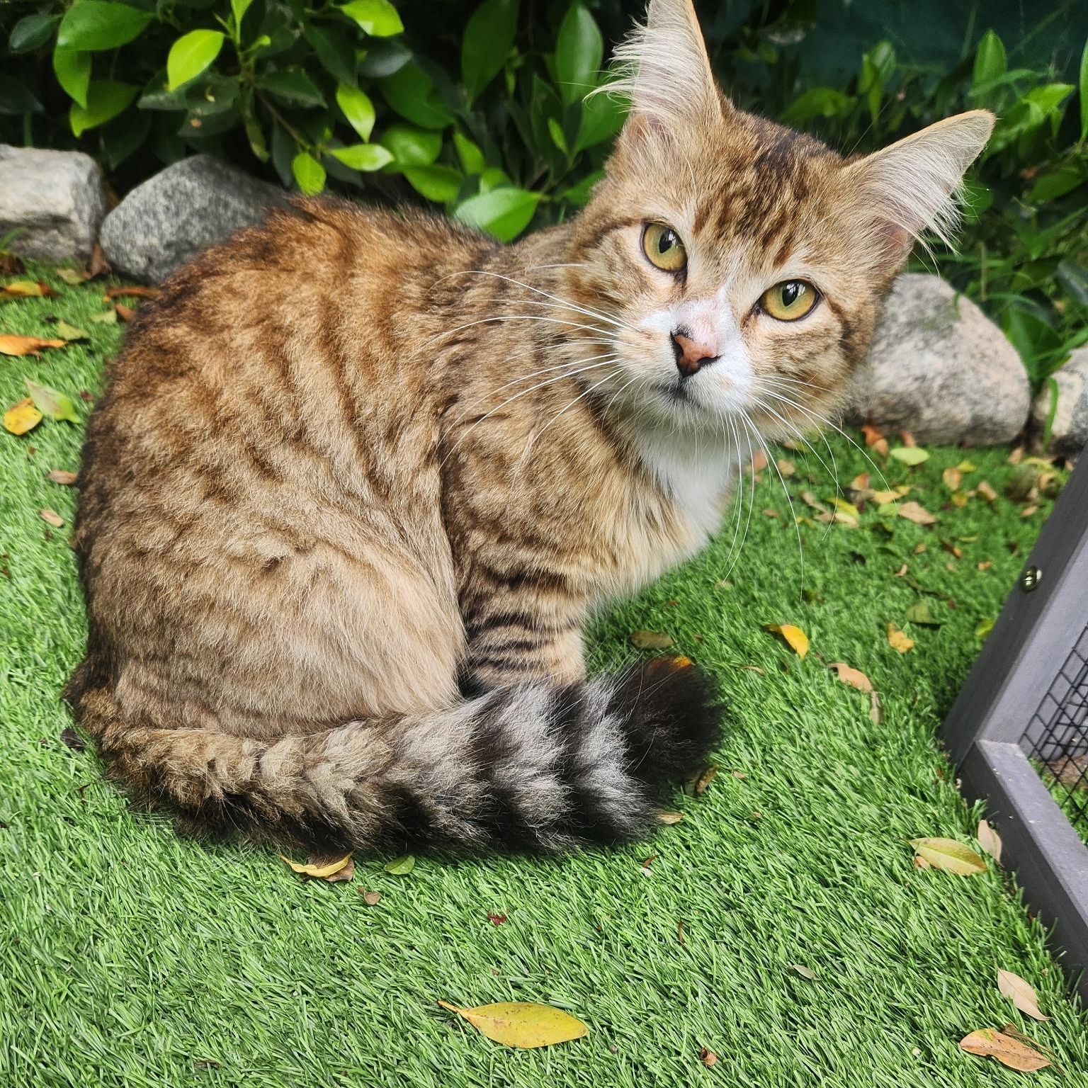Bobby, adopted, Young Male Maine Coon.