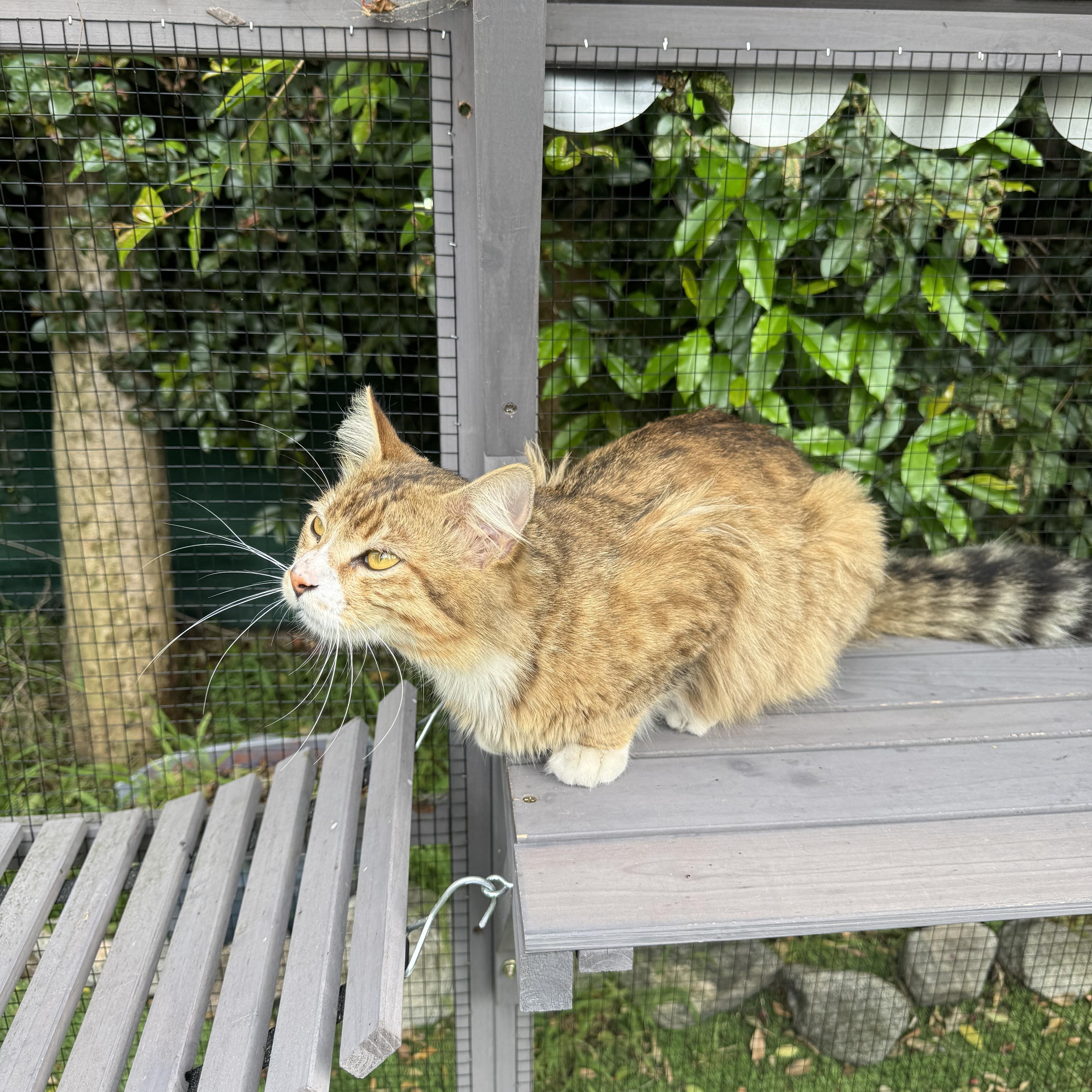 Enlarge Bobby, an adopted Maine Coon in Los Angeles, CA image 3/4