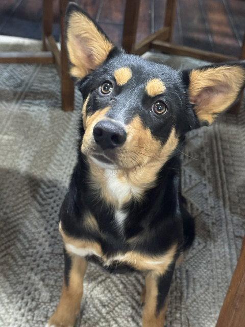 Jillee Bean, Adoptable, Young Male Collie.