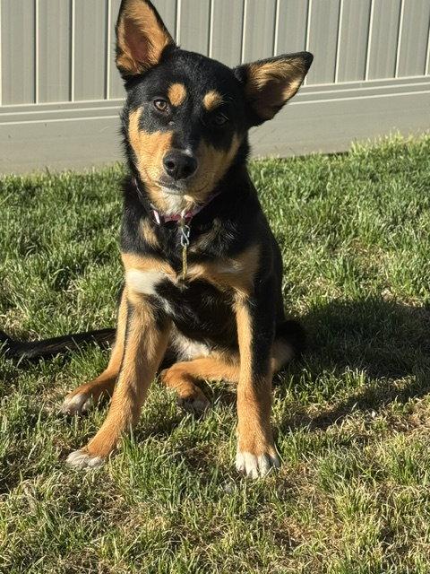 Jillee Bean, a Adoptable Collie in Salt Lake City, UT image 3/3