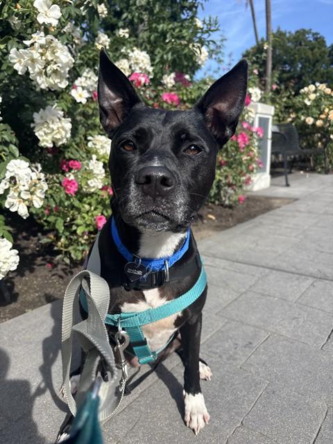 Enlarge SAGE, a Adoptable Pit Bull Terrier in Sacramento, CA image 1/1