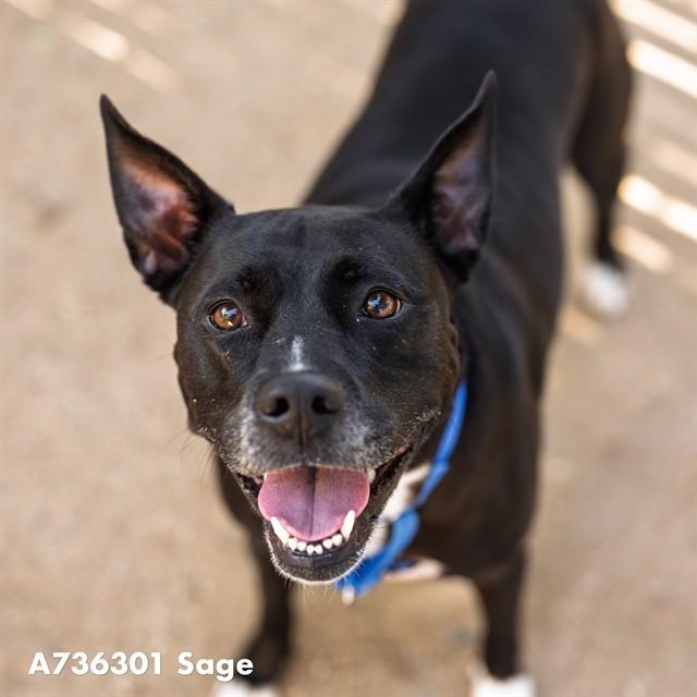 SAGE, Adoptable, Adult Female Pit Bull Terrier.