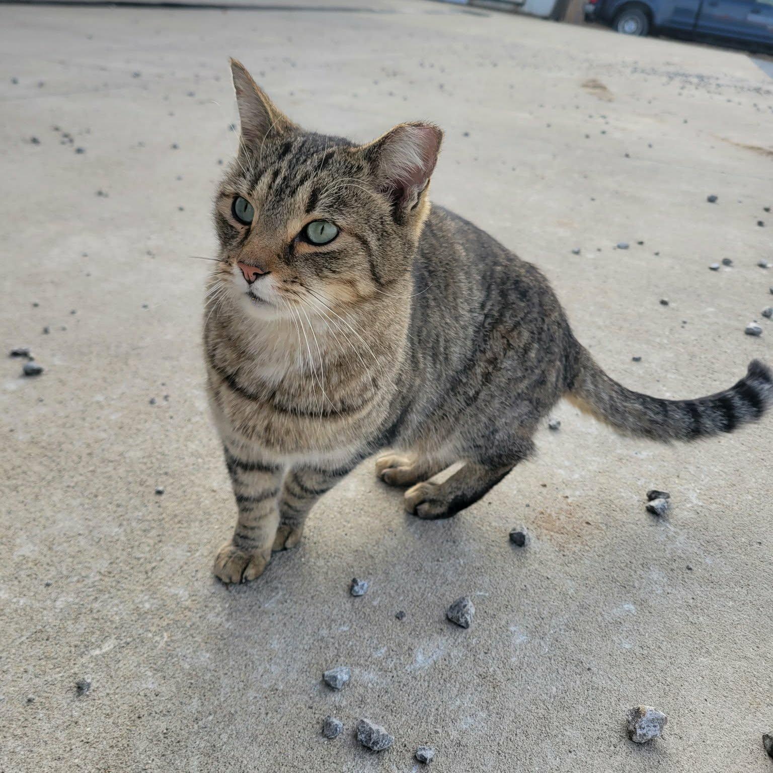 Razzy, Adoptable, Adult Male Domestic Short Hair.