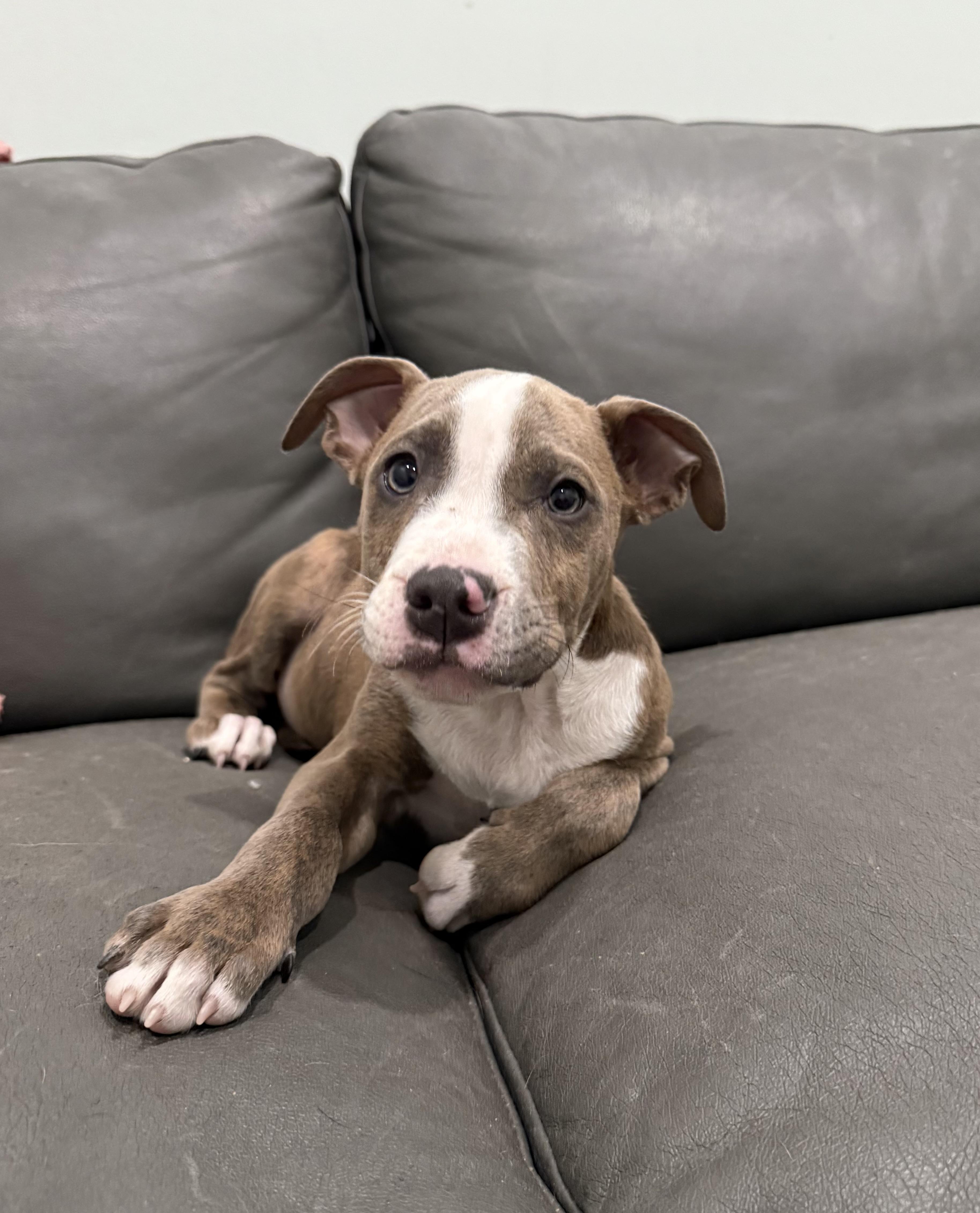 Puppies, an adoptable Pit Bull Terrier in Sault Sainte Marie, MI, 49783 | Photo Image 1