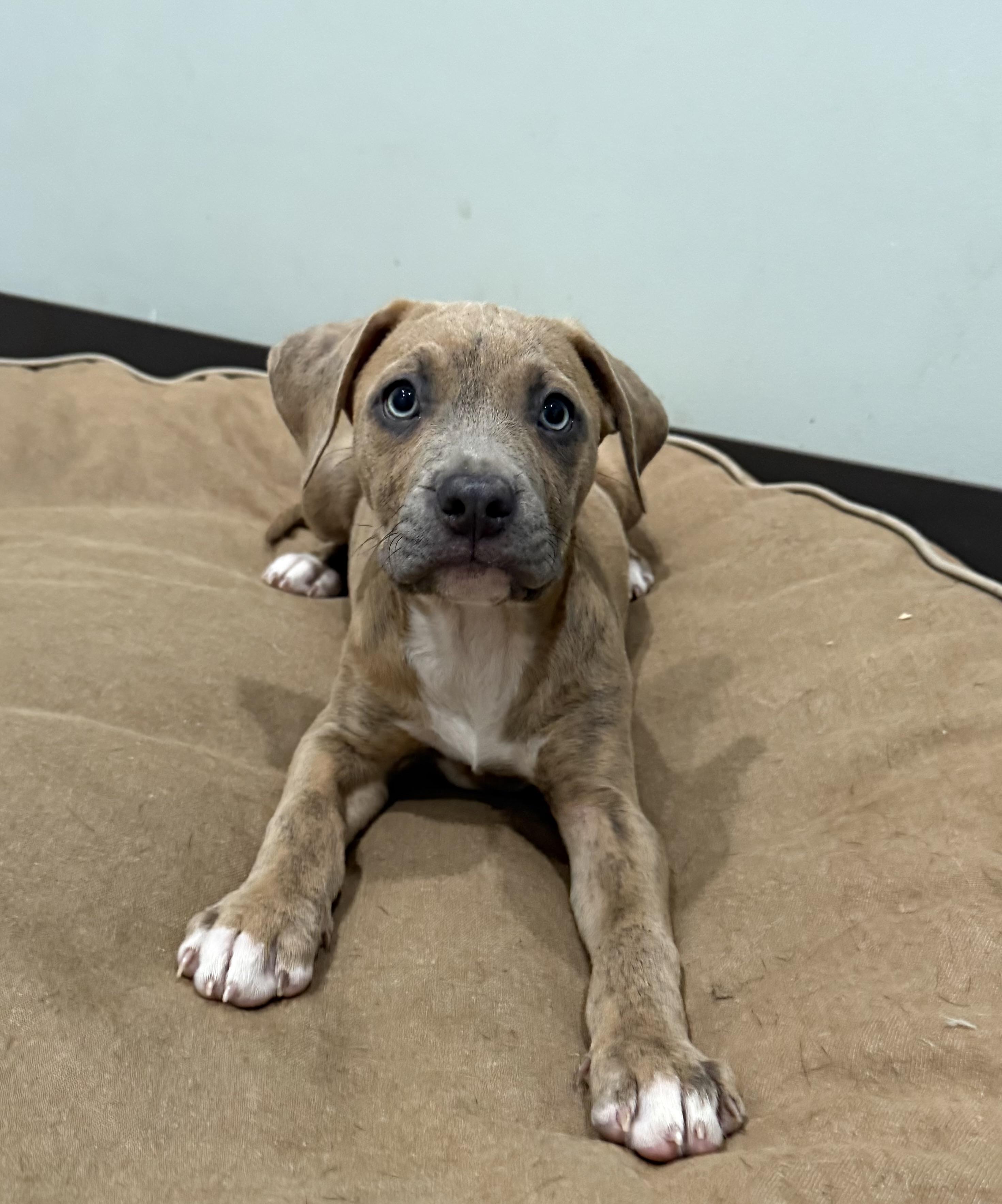 Puppies, an adoptable Pit Bull Terrier in Sault Sainte Marie, MI, 49783 | Photo Image 2