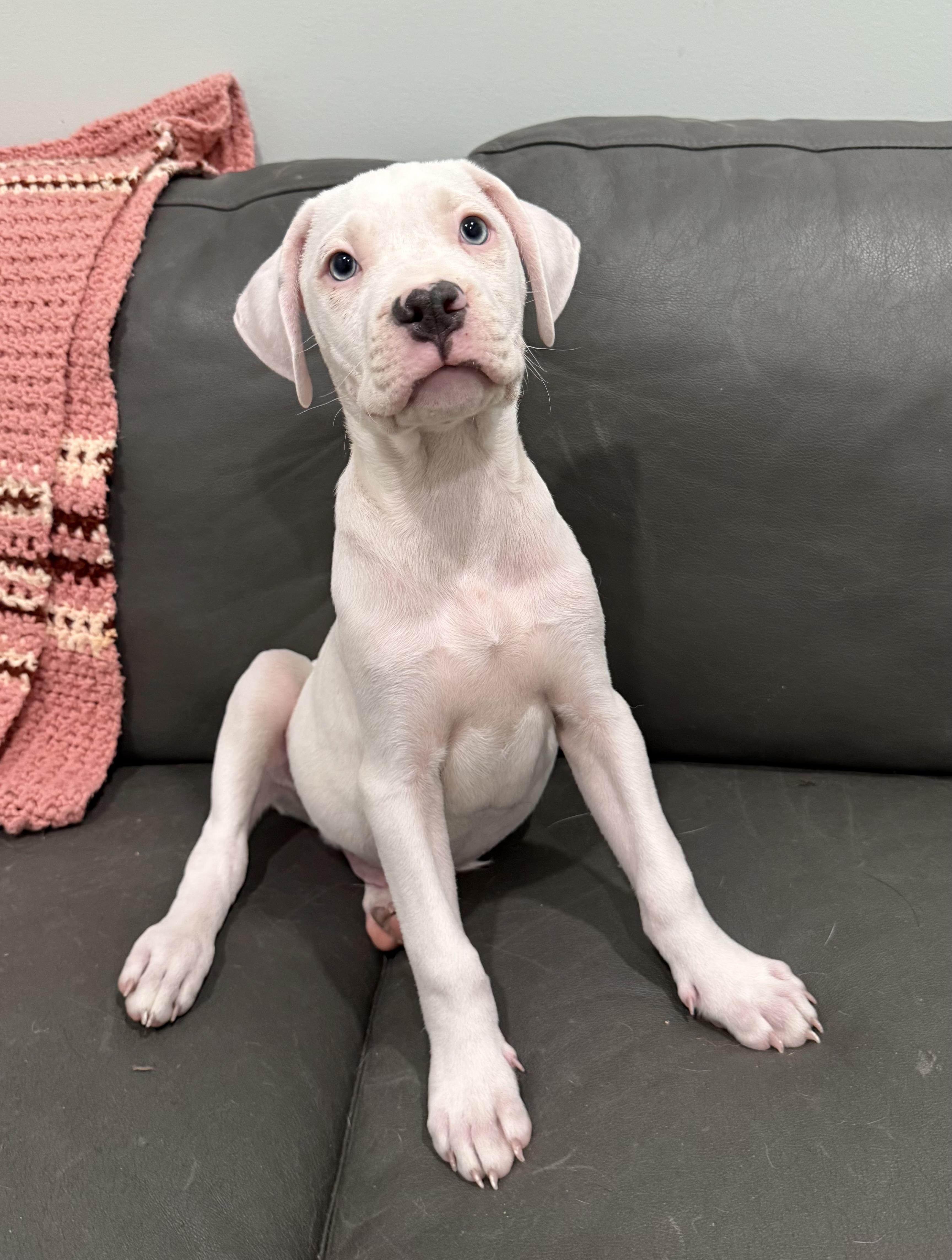 Puppies, an adoptable Pit Bull Terrier in Sault Sainte Marie, MI, 49783 | Photo Image 3