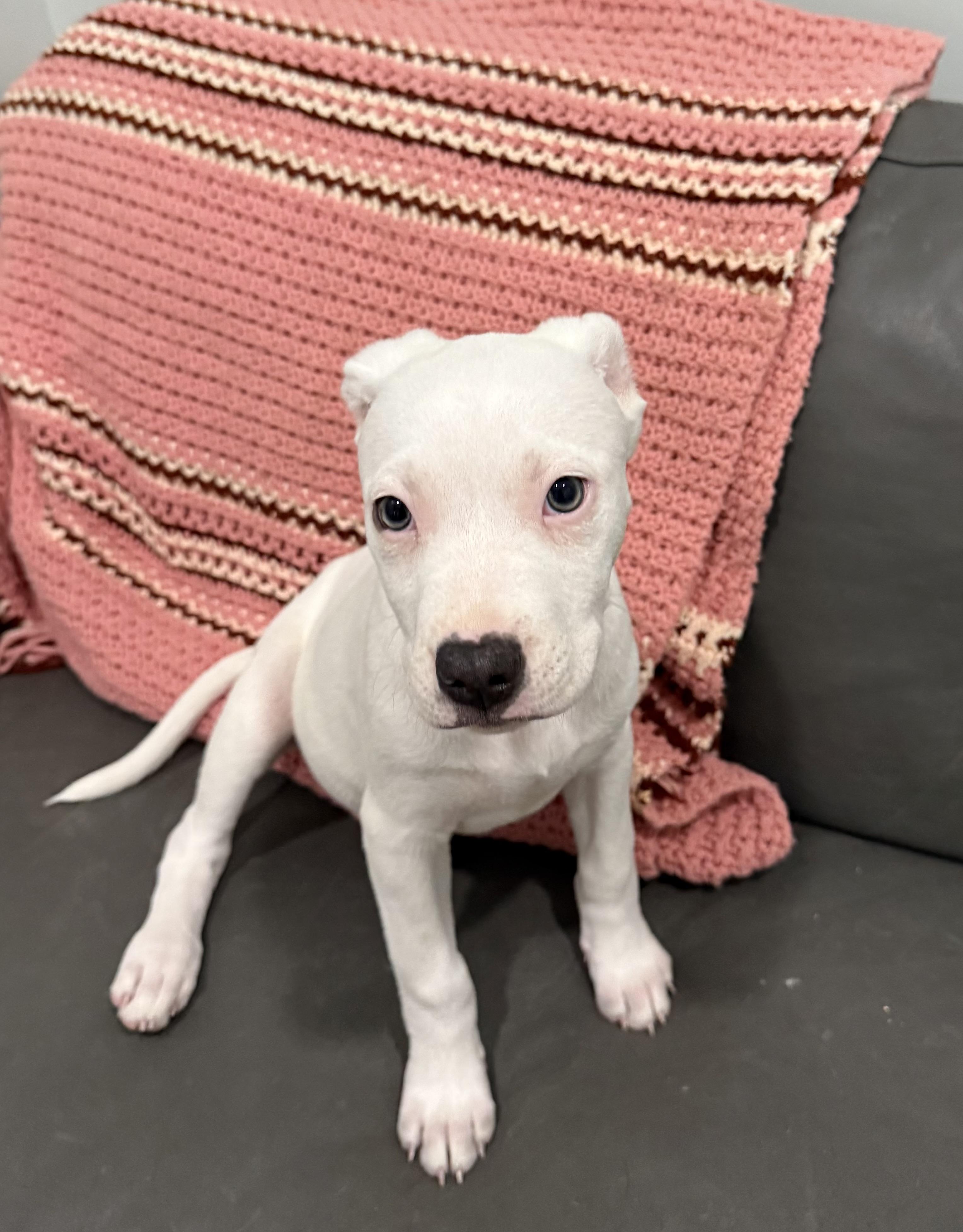 Puppies, an adoptable Pit Bull Terrier in Sault Sainte Marie, MI, 49783 | Photo Image 4