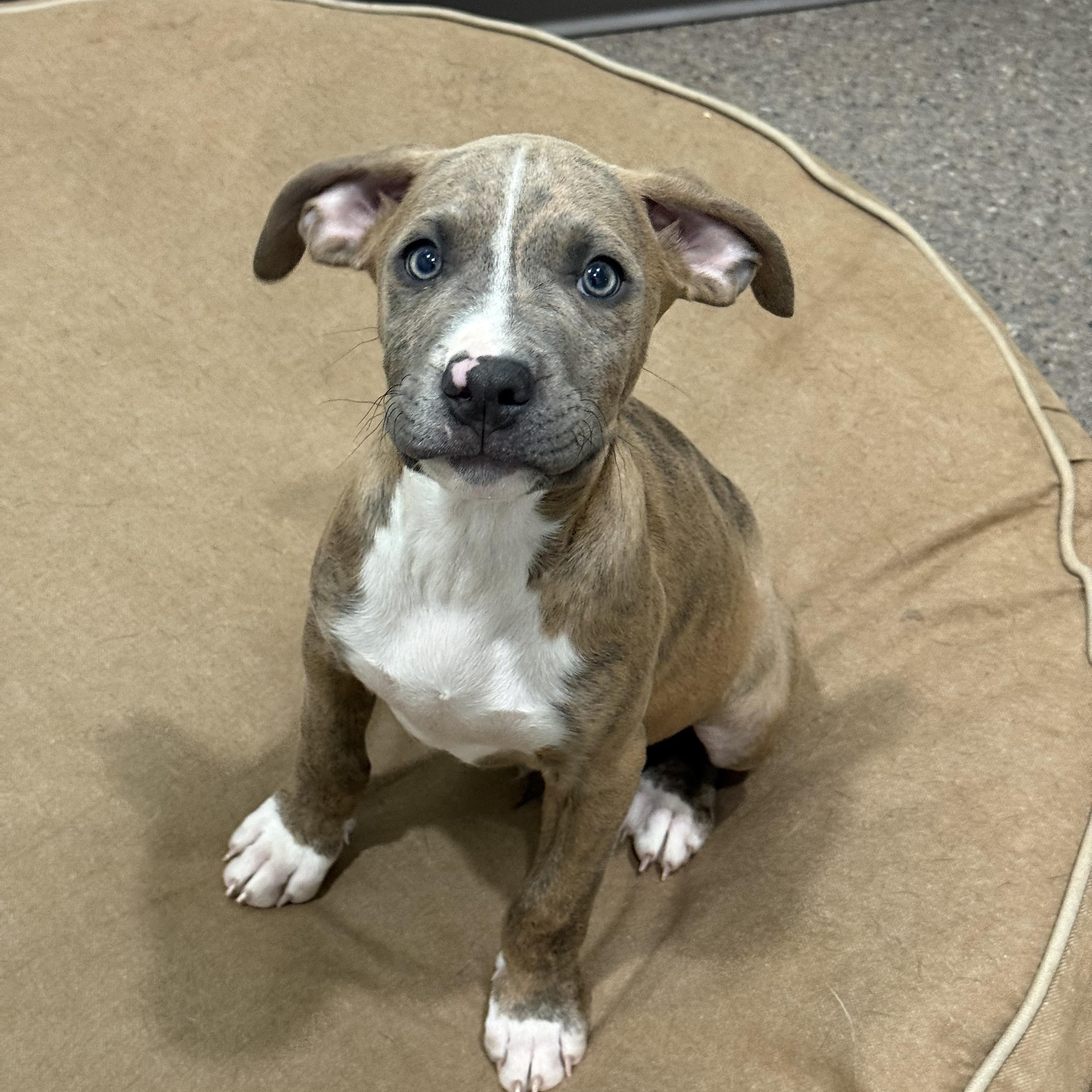 Puppies, an adoptable Pit Bull Terrier in Sault Sainte Marie, MI, 49783 | Photo Image 5