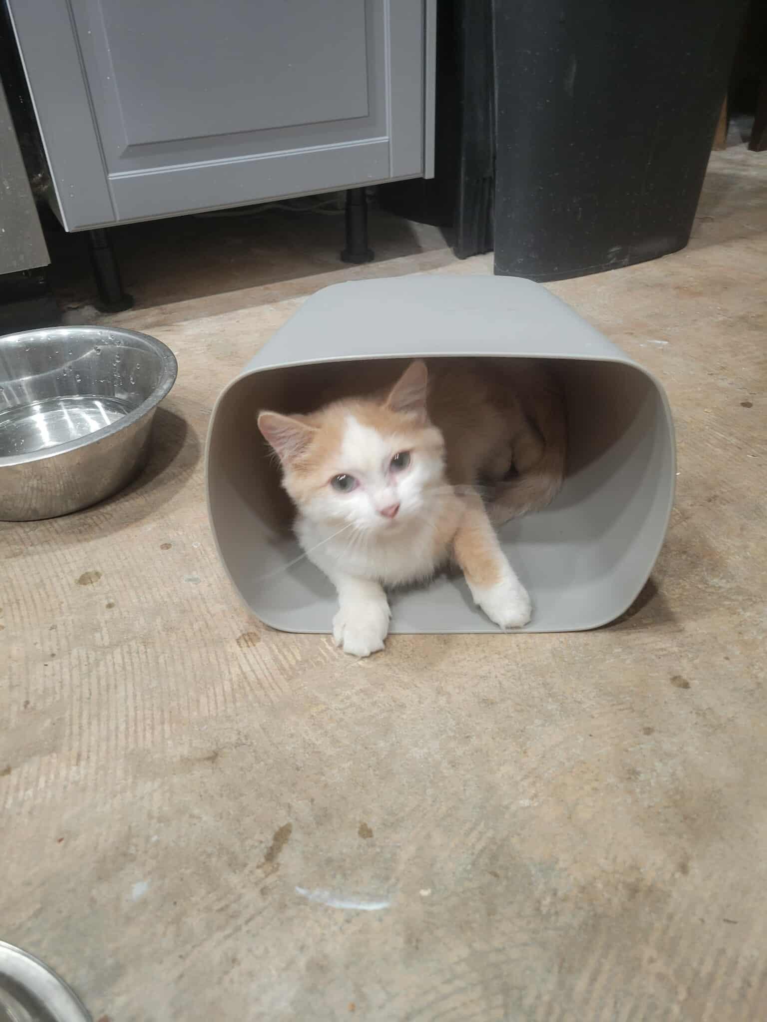 Smeagol, a Adoptable mixed breed in Ennis, TX image 5/6