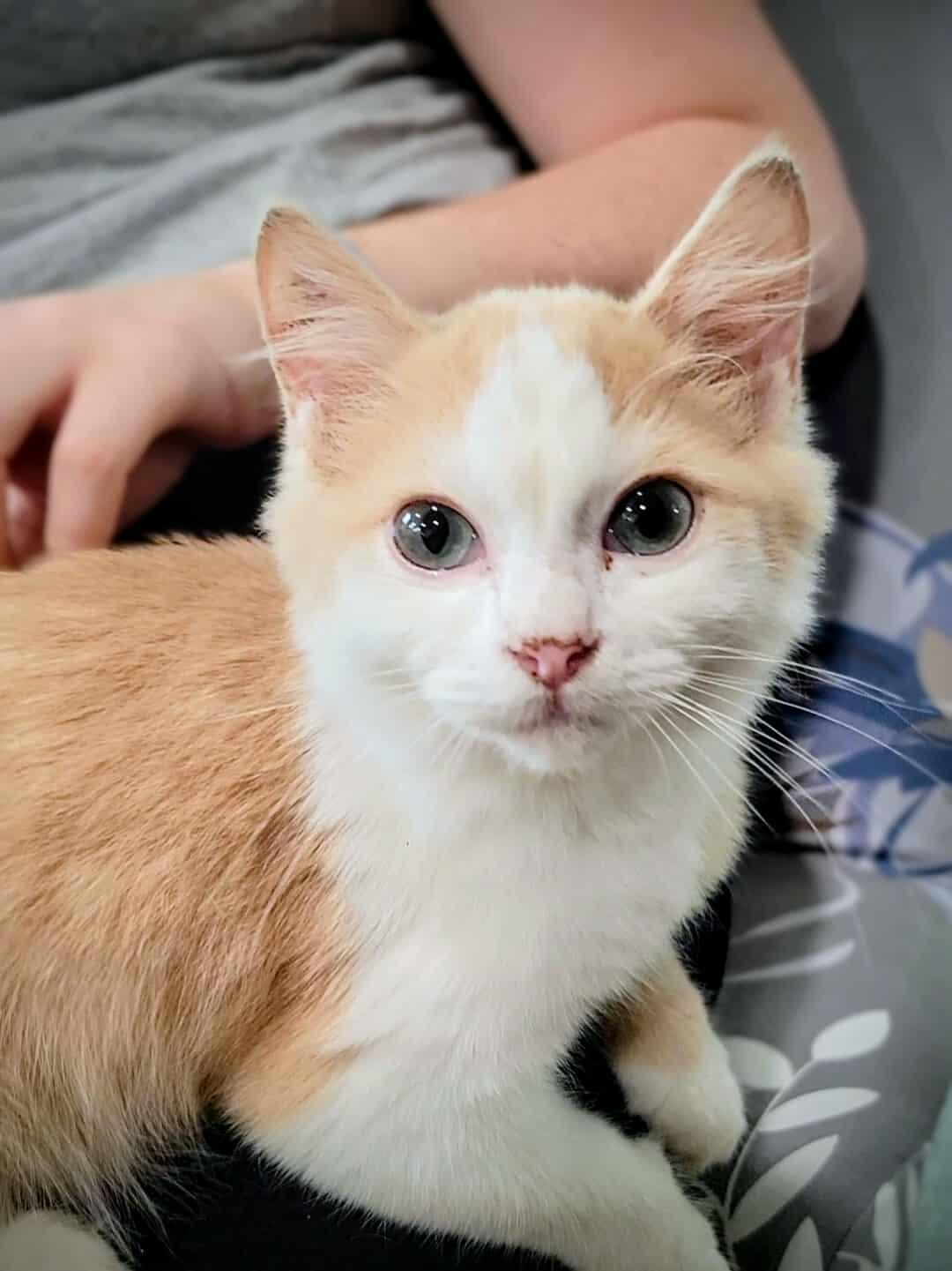 Smeagol, a Adoptable mixed breed in Ennis, TX image 1/6