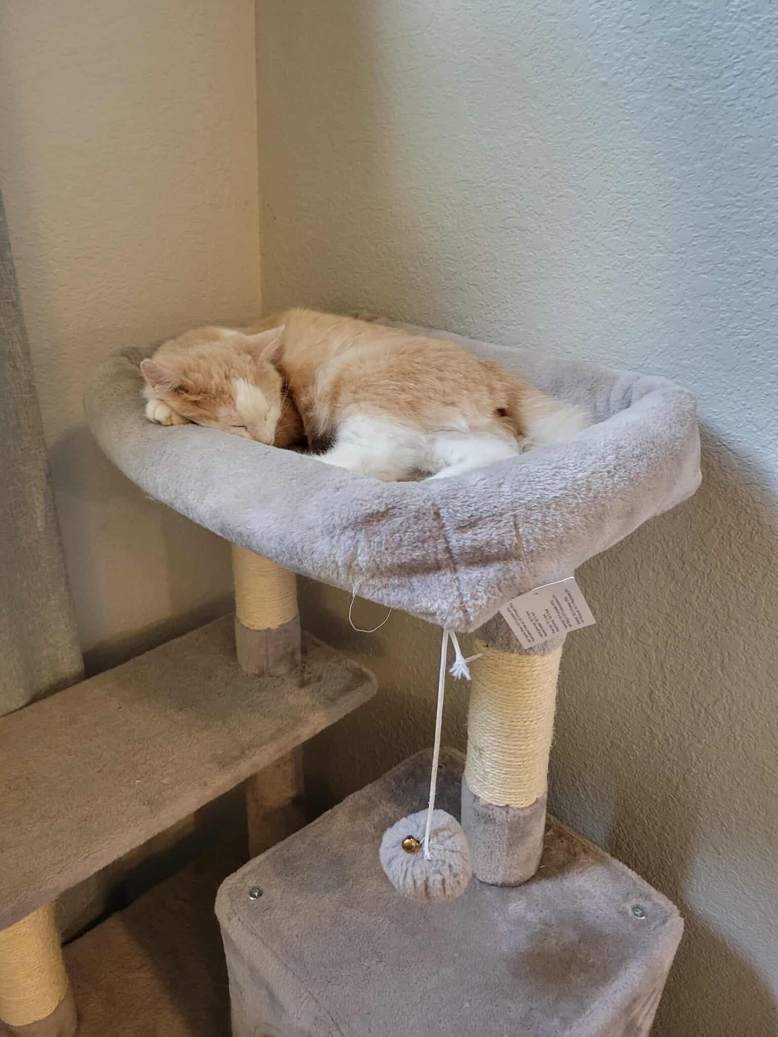 Smeagol, a Adoptable mixed breed in Ennis, TX image 4/6