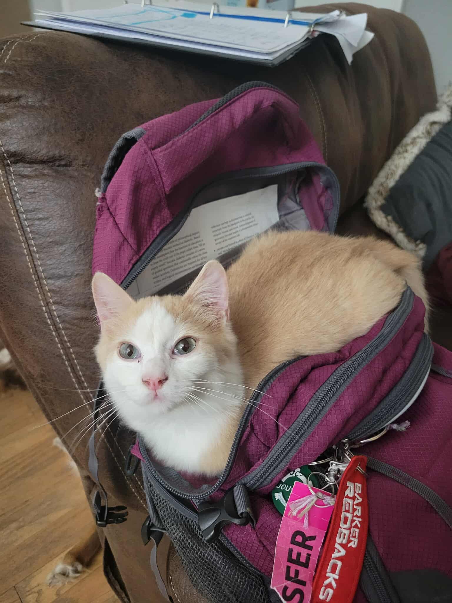 Smeagol, a Adoptable mixed breed in Ennis, TX image 6/6