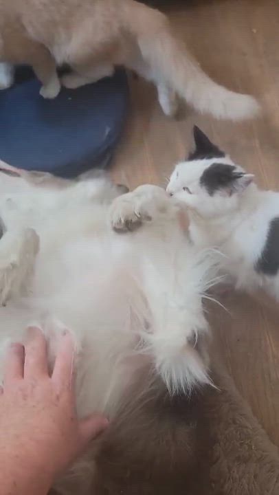 Enlarge Smeagol, a Adoptable mixed breed in Ennis, TX video 2/6