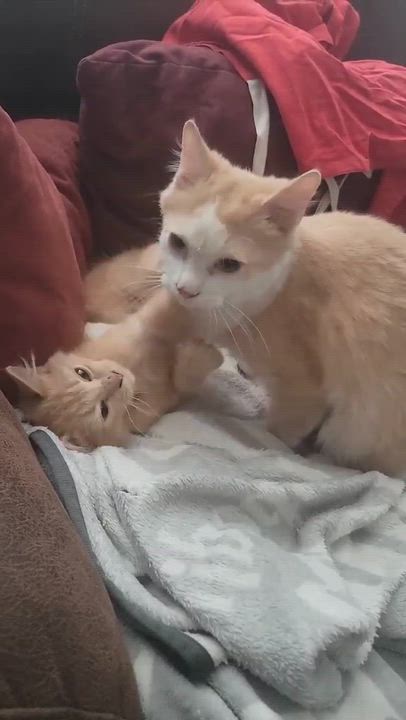 Enlarge Smeagol, a Adoptable mixed breed in Ennis, TX video 3/6