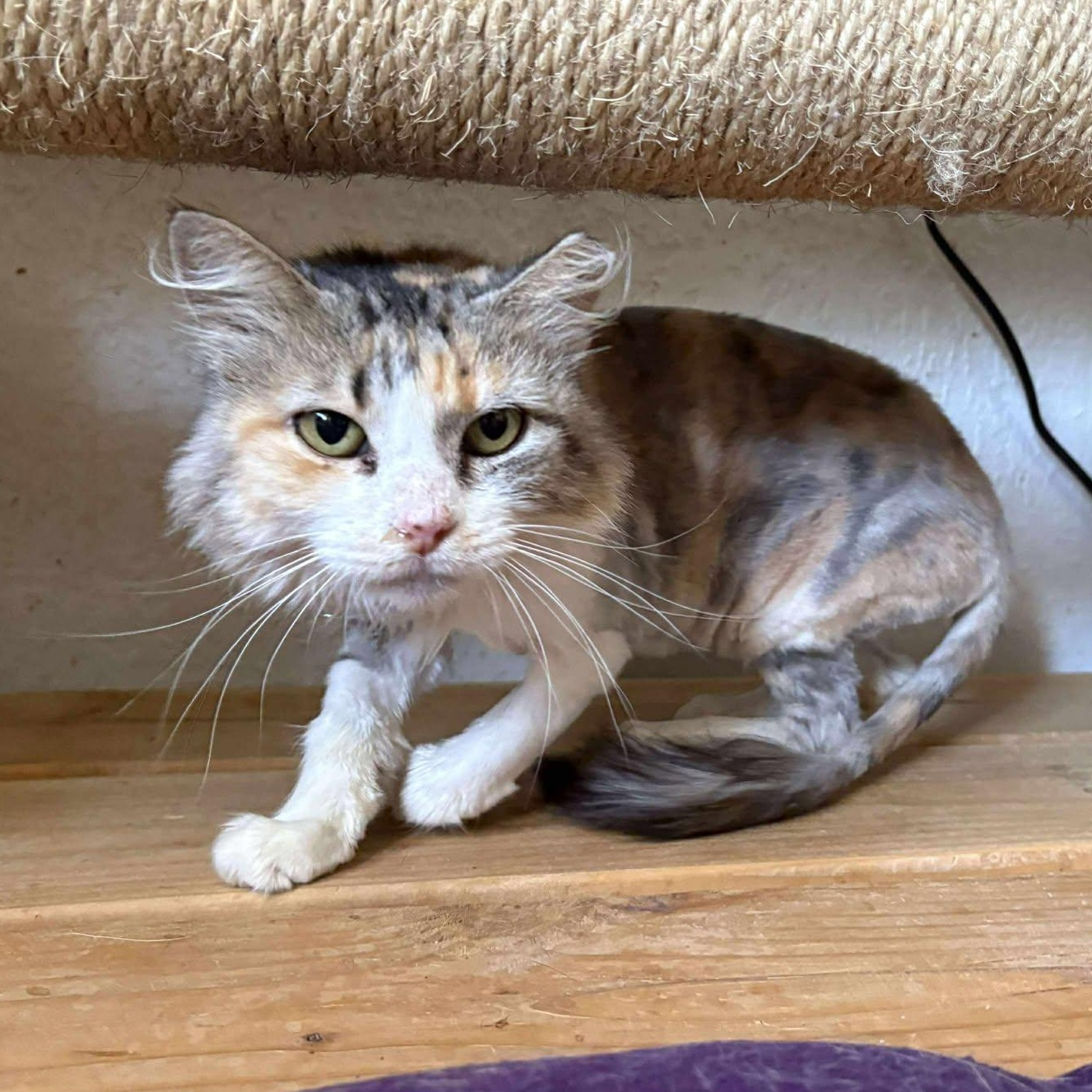 Melody, Adopted, Adult Female Dilute Calico.