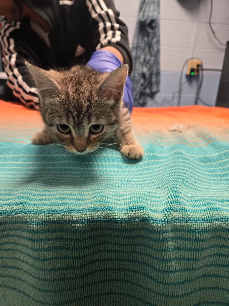 Nia, Adoptable, Kitten Female Domestic Short Hair.