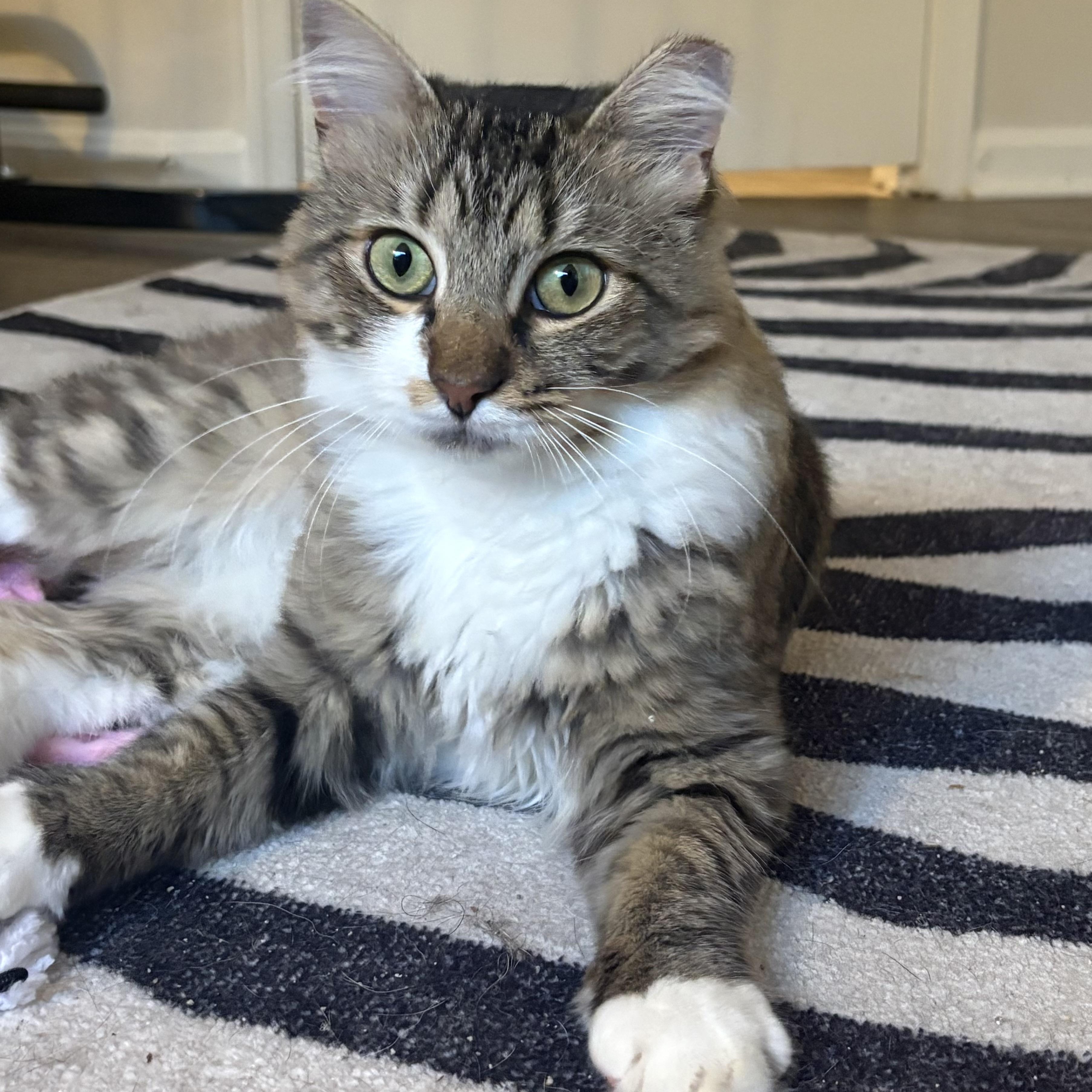 Enlarge Pennywise, a ADOPTABLE Domestic Long Hair in Alexandria, VA image 3/6