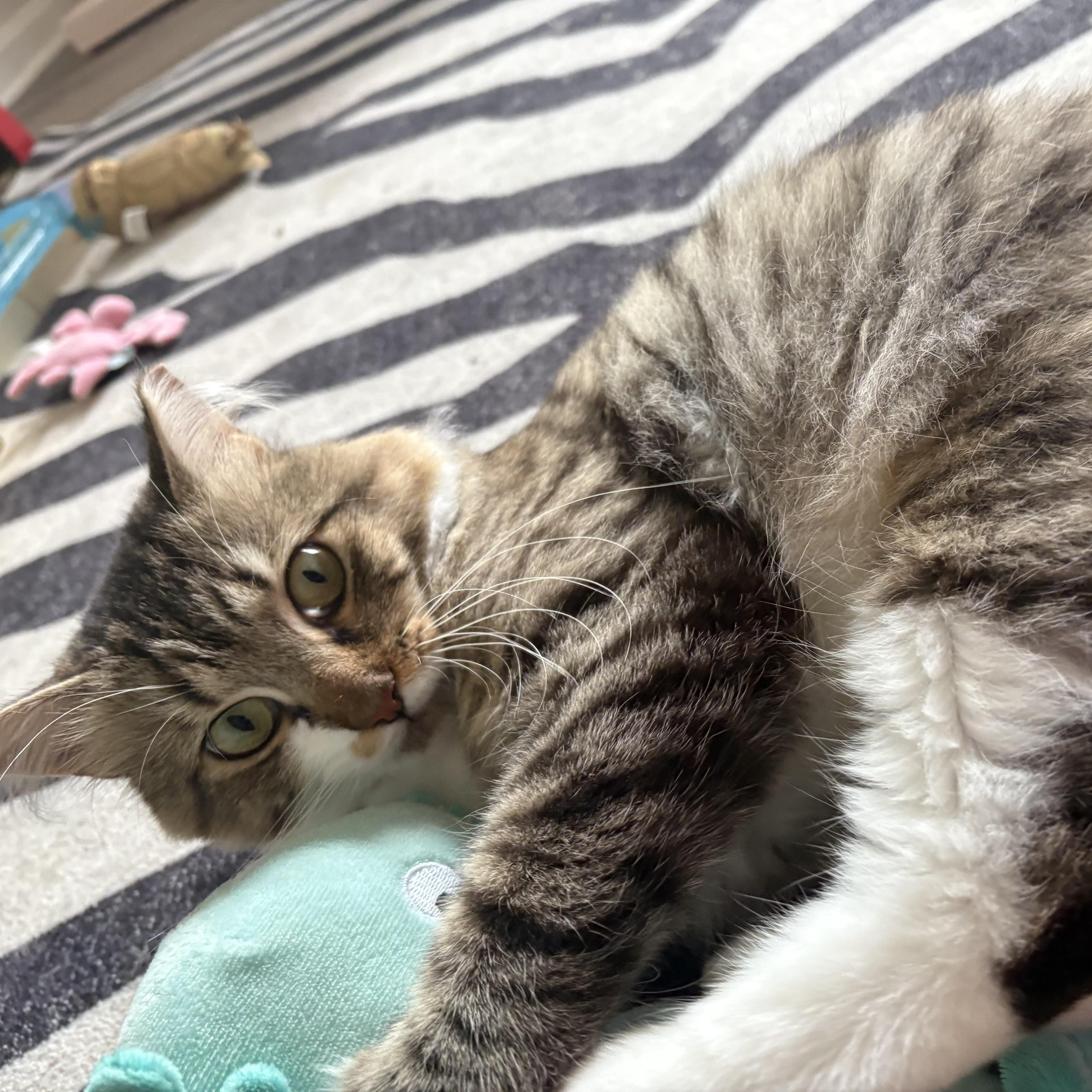 Enlarge Pennywise, a ADOPTABLE Domestic Long Hair in Alexandria, VA image 6/6