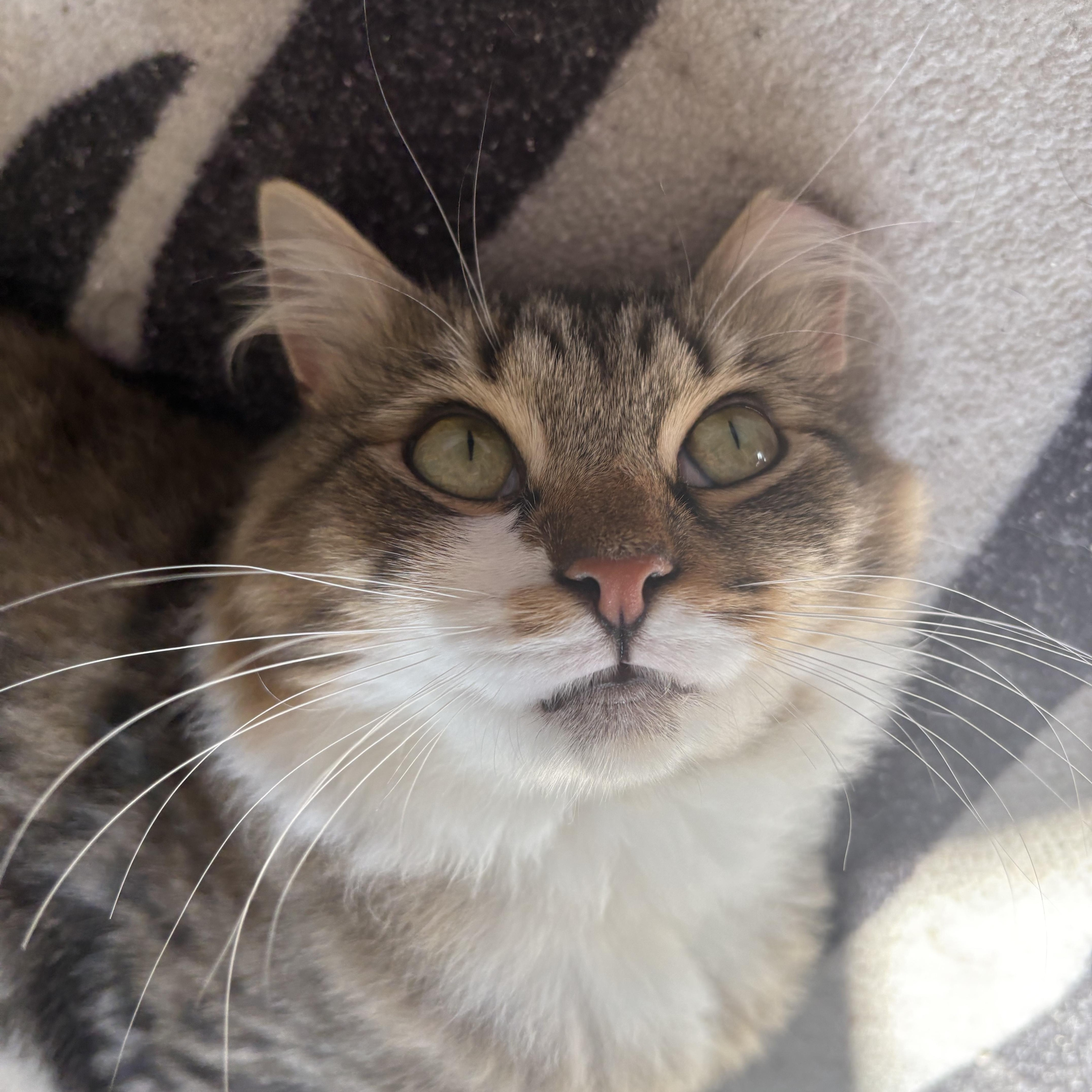 Enlarge Pennywise, a ADOPTABLE Domestic Long Hair in Alexandria, VA image 5/6
