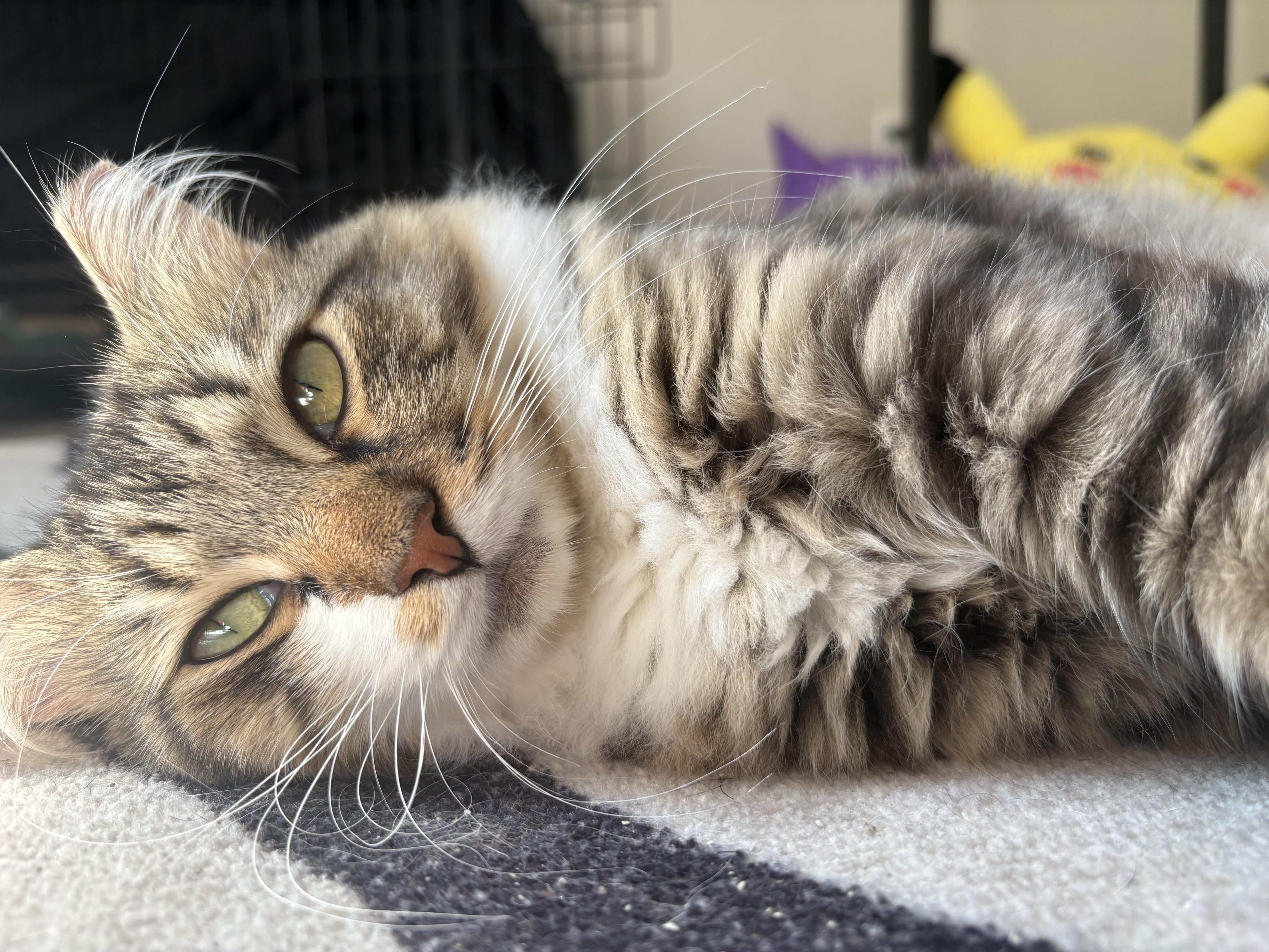 Enlarge Pennywise, a ADOPTABLE Domestic Long Hair in Alexandria, VA image 2/6