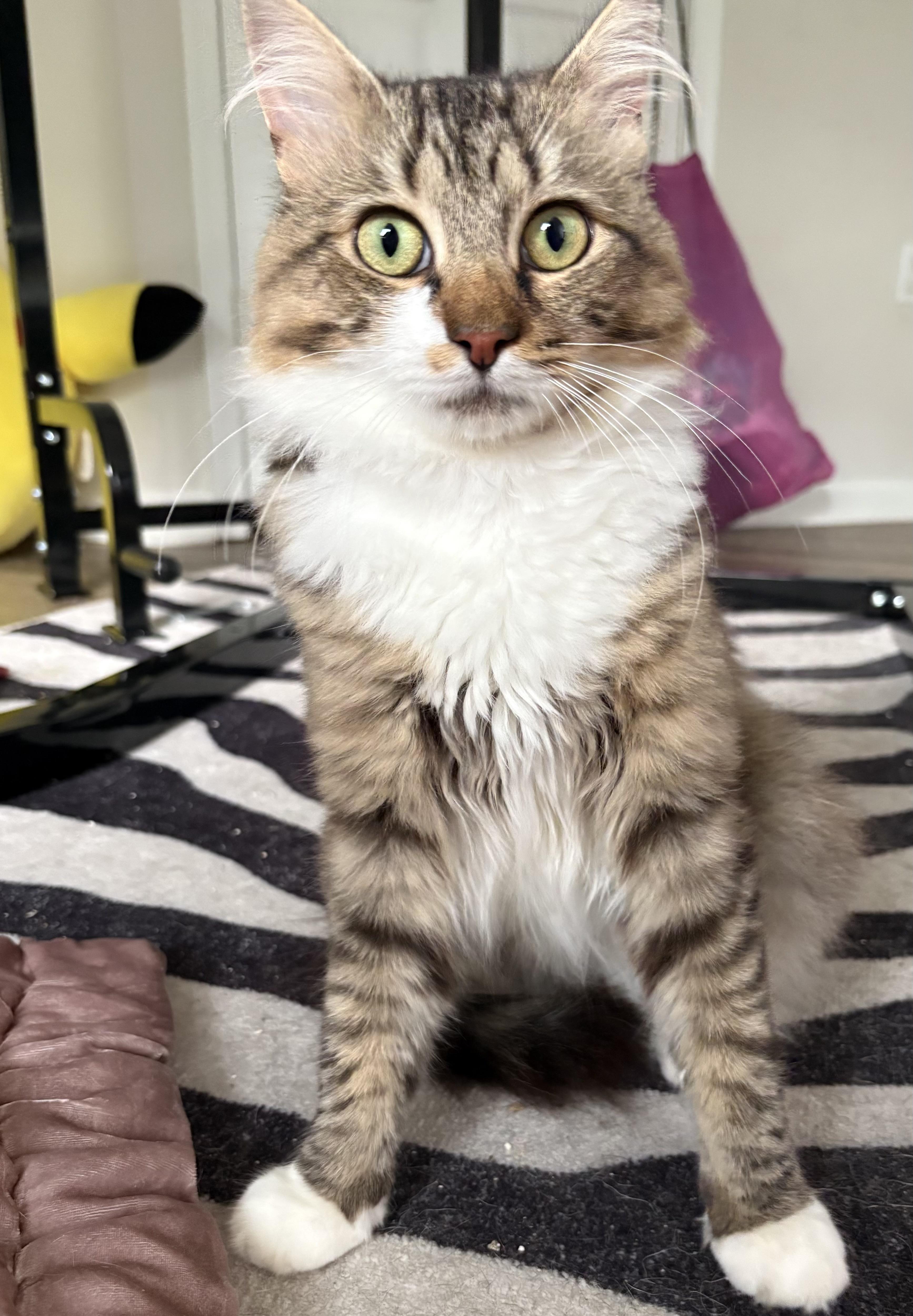 Enlarge Pennywise, a ADOPTABLE Domestic Long Hair in Alexandria, VA image 1/6