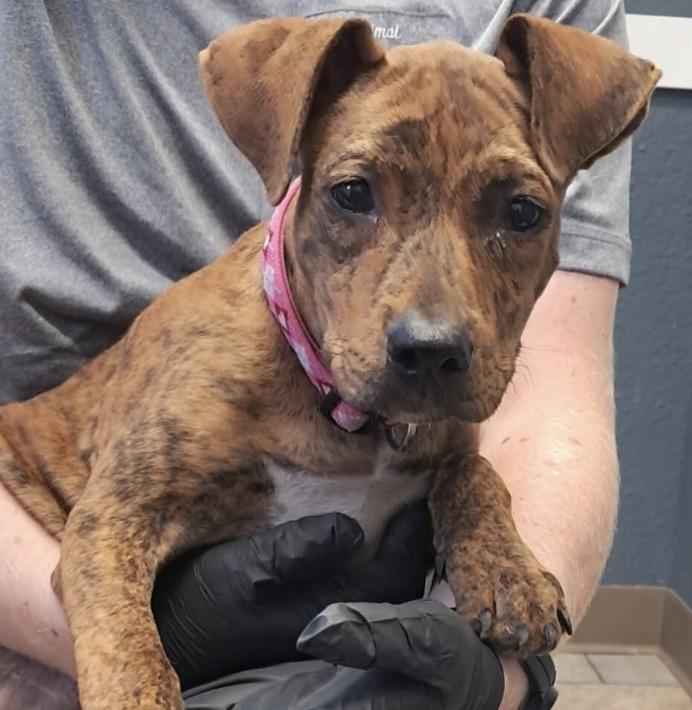 Taylor, Adoptable, Puppy Female Mountain Cur.