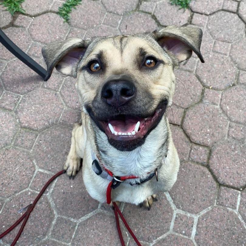 Enlarge Chloe, a Adoptable Pit Bull Terrier in Levittown, NY image 2/5