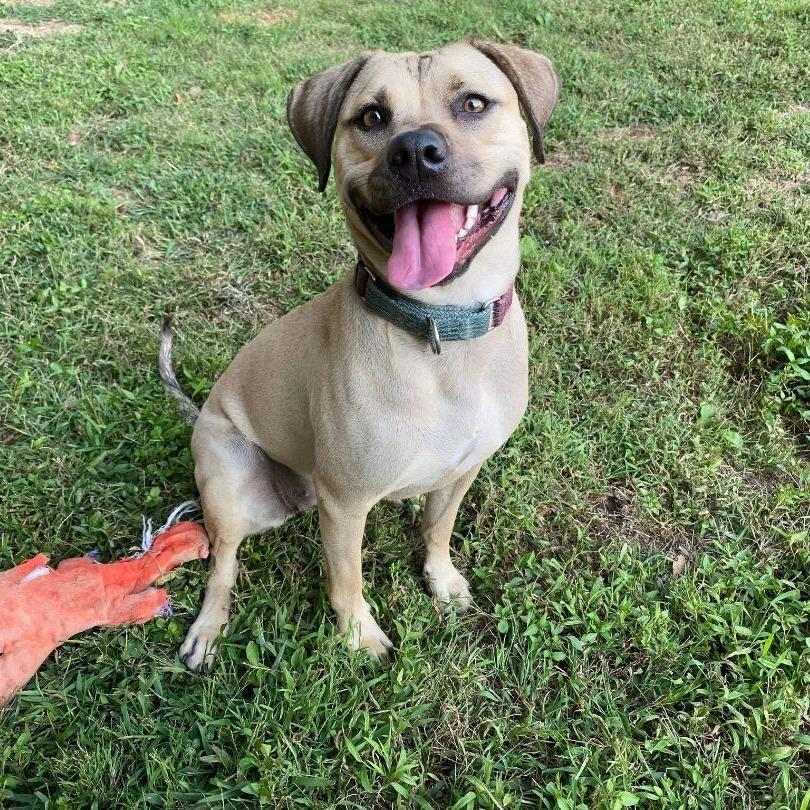 Enlarge Chloe, a Adoptable Pit Bull Terrier in Levittown, NY image 5/5
