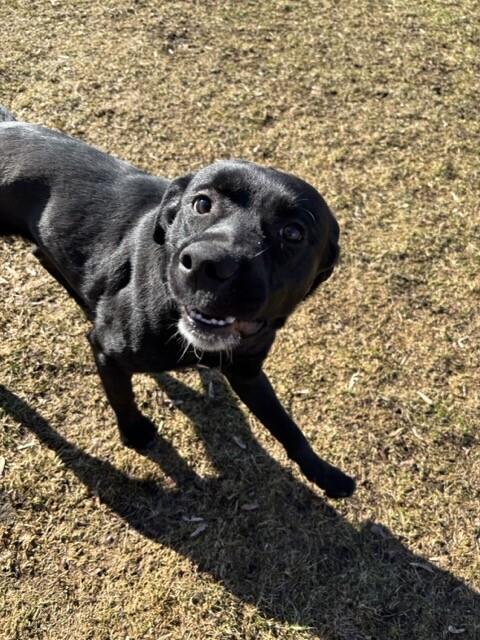 Ace, Adoptable, Young Male Black Labrador Retriever & Mixed Breed.