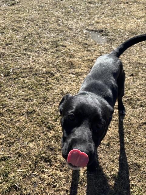 Enlarge Ace, a Adoptable mixed breed in Cortland, NY image 2/6