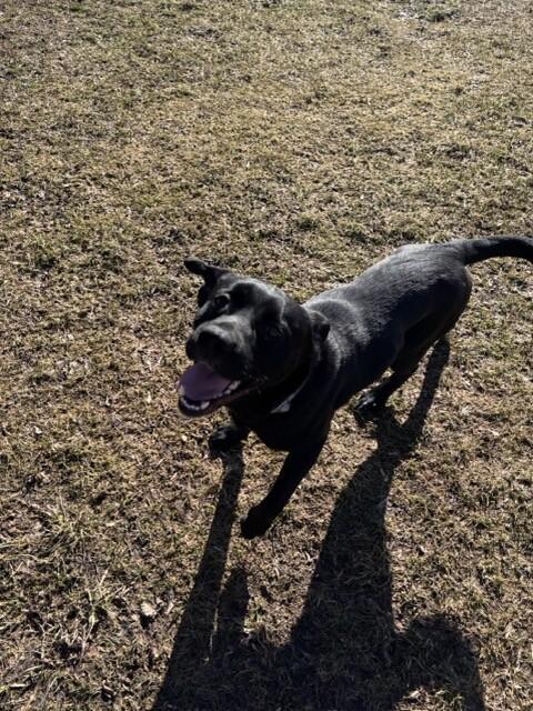 Enlarge Ace, a Adoptable mixed breed in Cortland, NY image 4/6