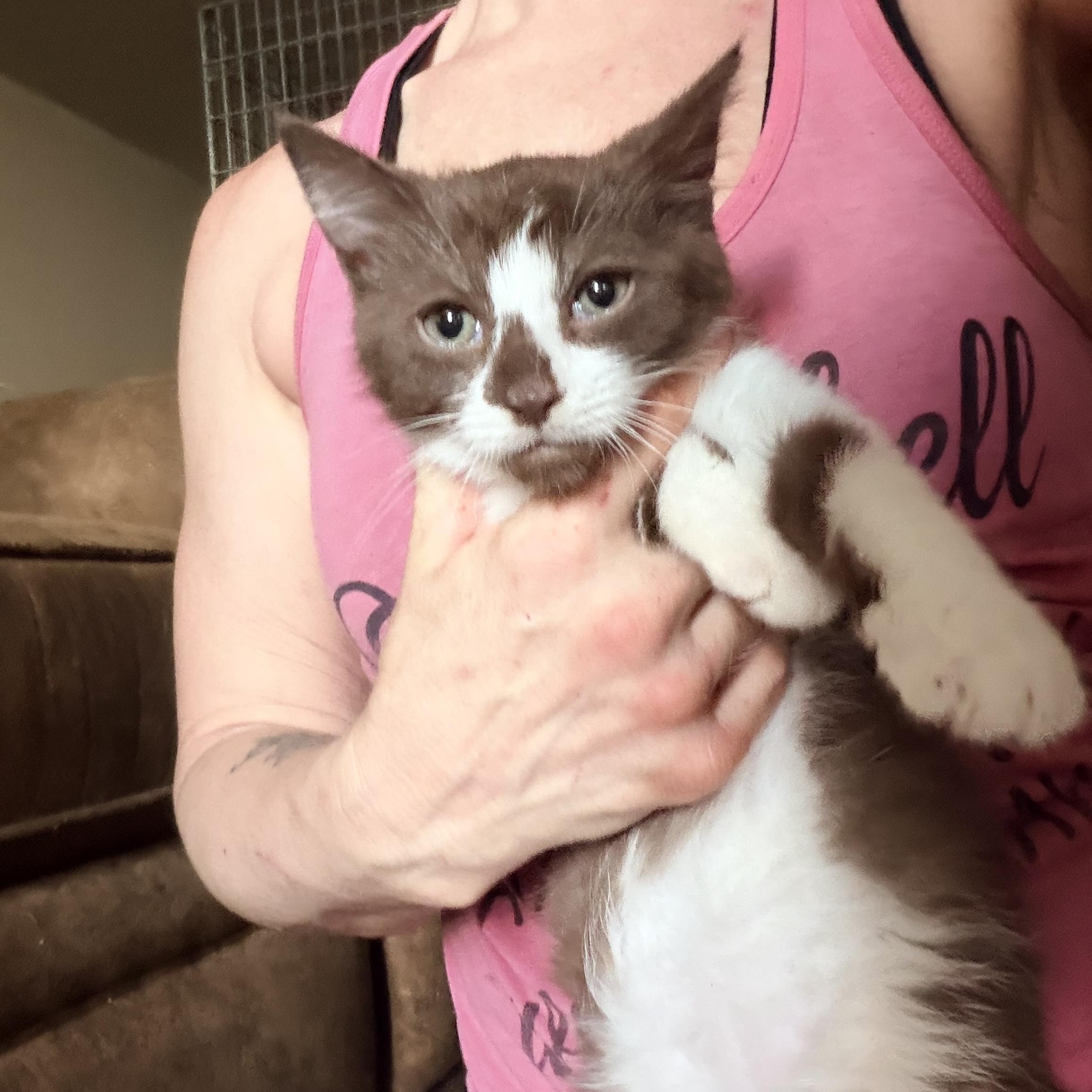 Mr. Brown, adopted, Kitten Male Snowshoe & Tuxedo.
