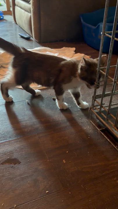 Enlarge Mr. Brown, an adopted mixed breed in Newark valley, NY video 2/5