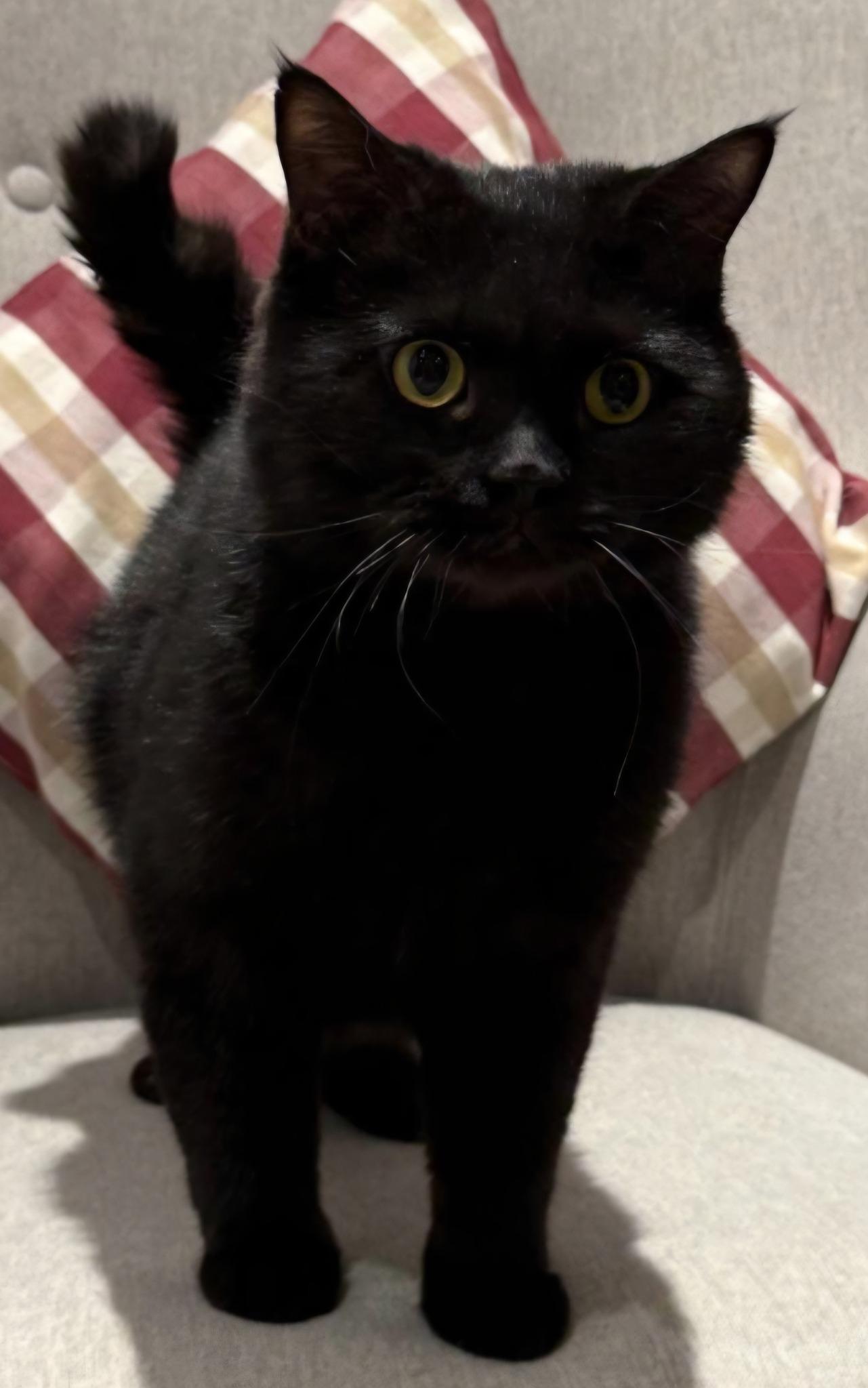 Moro, Adopted, Young Male British Shorthair.